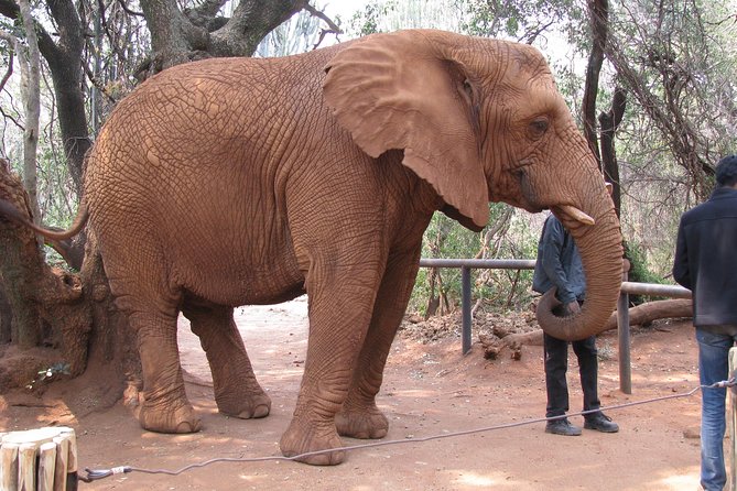 Elephant Sanctuary Tour From Johannesburg or Pretoria - Traveler Resources