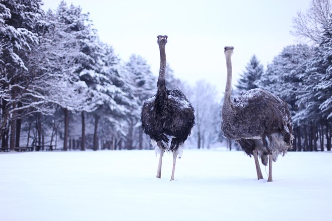 Elysian Gangchon Ski Resort With Nami Island Day Tour From Seoul - Last Words