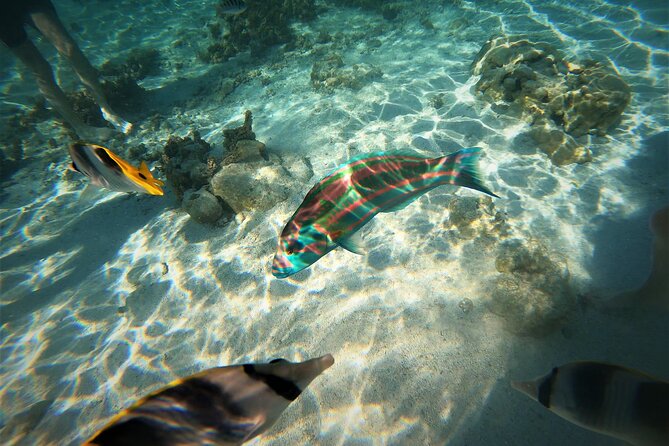 Enjoy Snorkeling With Our Multicolors Fishes in TAHAA FAMOUS CORAL GARDEN - Customer Support and Directions