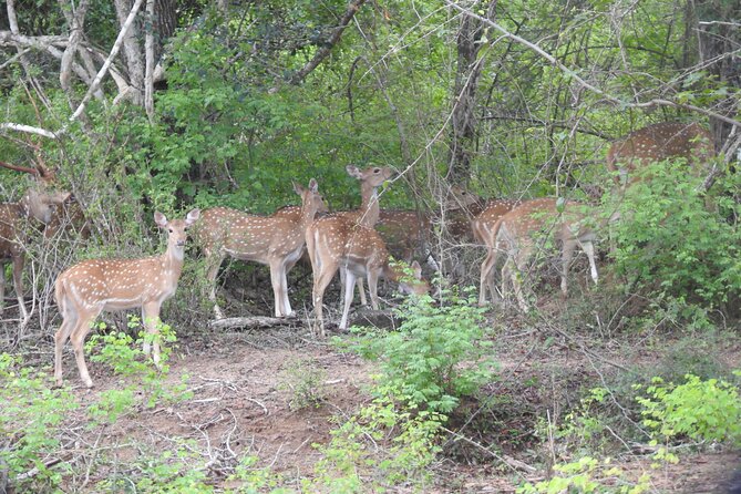 Evening Safari - Yala National Park With Janaka Safari - 02.00 Pm to 06.30 Pm - Reviews and Ratings