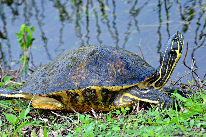 Everglades Airboat, Wildlife Experience With Roundtrip Transfer - Last Words