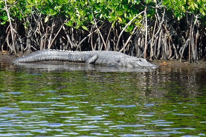 Everglades National Park Kayak/Learn to Sail Tour - Common questions