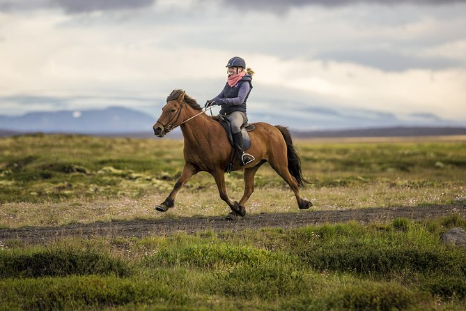 Exclusive Riding Program for Advanced Horse Riders - Give Me 5! - 2 to 3 Hours - Booking and Contact Information