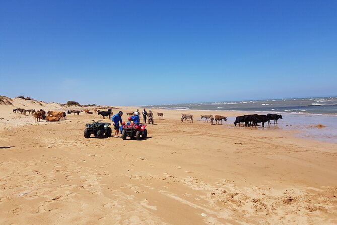 Excursion: 1h/Quad1h/Dromedaries (Minimum 2 People) - Understanding the Terms and Conditions