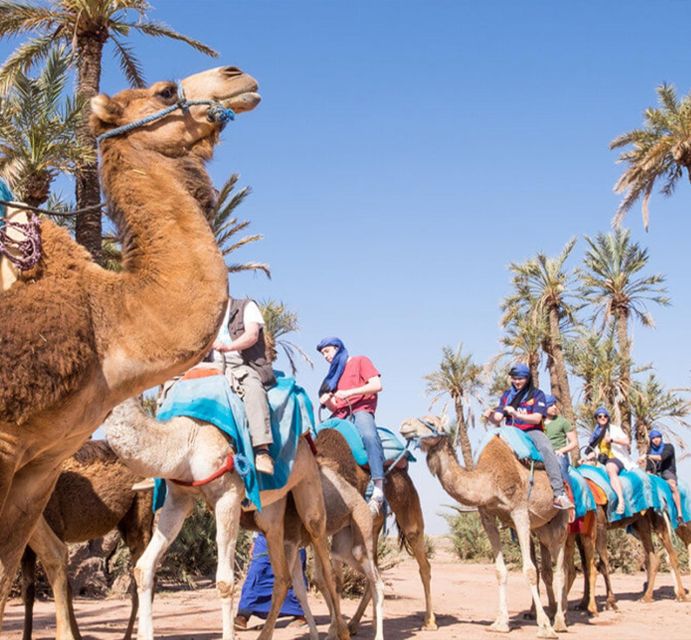 Experience a Camel Tour Through Palm Oasis and Jbilat Desert - Return to Marrakech