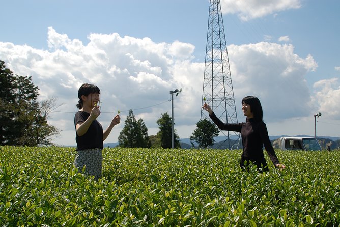 Experience Tea Picking With a Tea Farmer, and Tempura Lunch With Picked Tea Leaves - Last Words