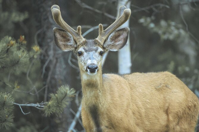 Explore and Learn the Natural Wonders of Summerland - Cultural and Historical Landmarks