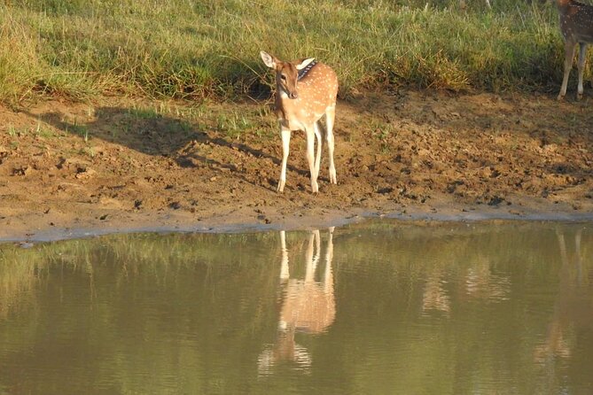 Explore Beauty Of Yala (Ruhuna) National Park From South Coast in One Day. - Review Authenticity Verification Process