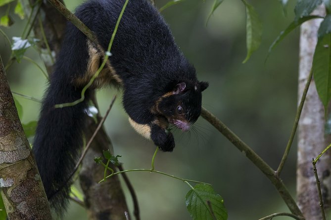 Explore Sinharaja Rainforest - Discovery Tour (Half Day) - Common questions