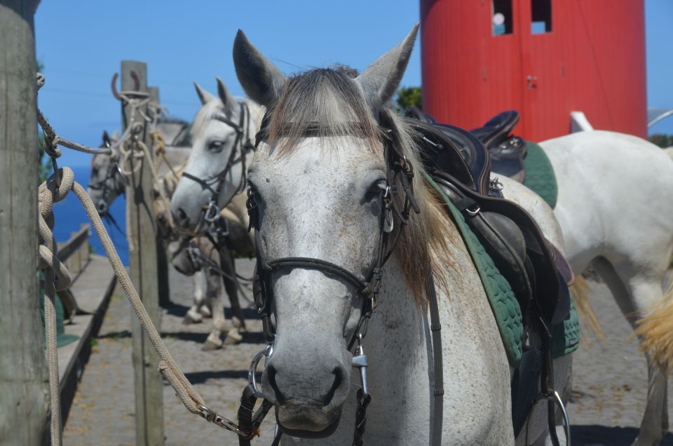 Faial Island: Horseback Riding on Lusitano Trail (1,5 Hr) - Reviews and Ratings Feedback