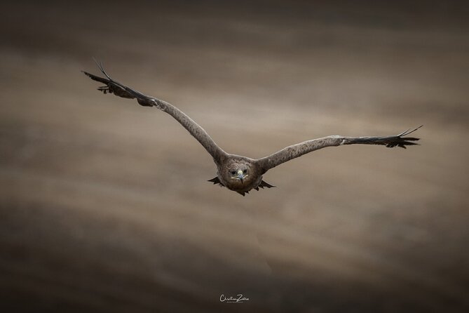 Falconry Experience in Tuscany - Traveler Information and Reviews