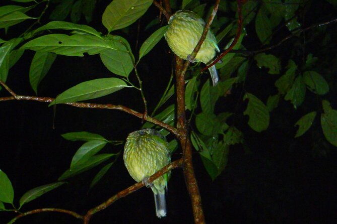 Family Night Walking Tour at Tropical Rainforest in Daintree - Common questions