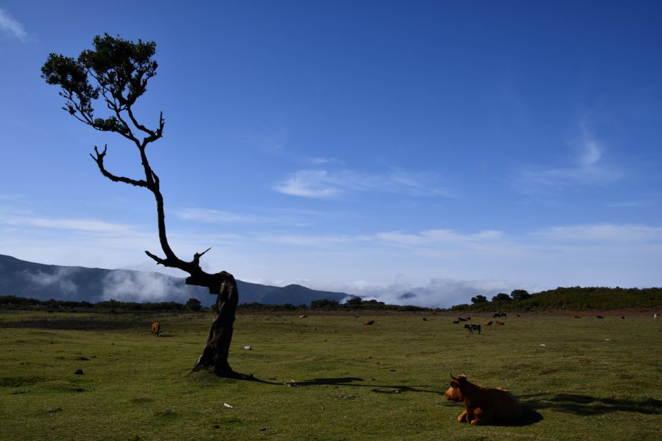 Fanal Tour by Overland Madeira - Common questions