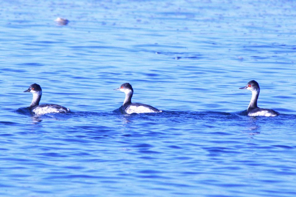 Faro: Pudim Real Boat Tour's 6-Hour Boat Tour to Ria Formosa - Directions