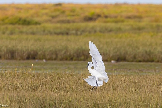 Faro - Ria Formosa Tour With Visit to 2 Islands (Deserta, Farol) 3.5 Hours - Common questions