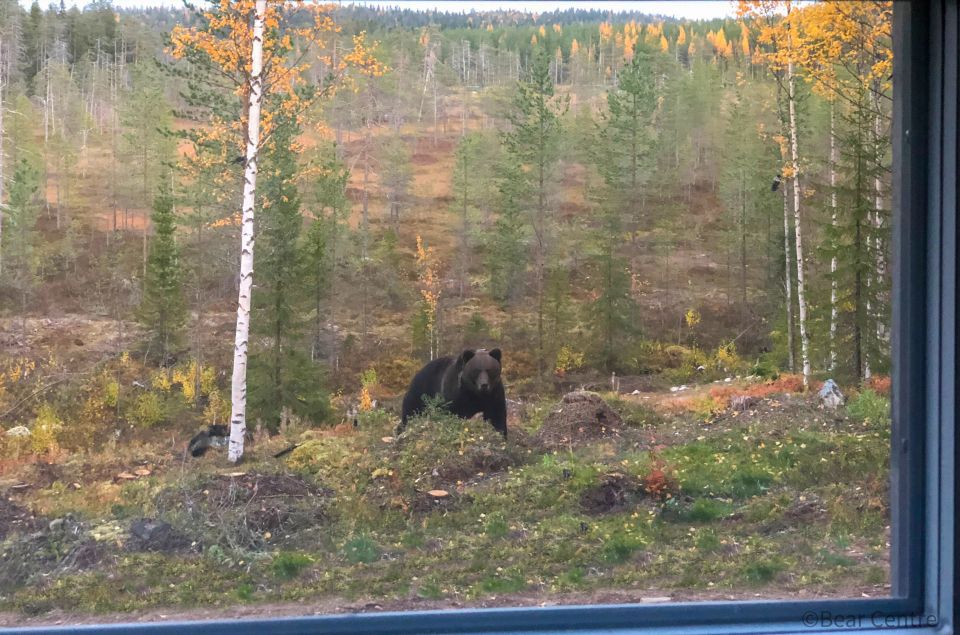 Finland: Bear Watching, Evening Trip - Last Words