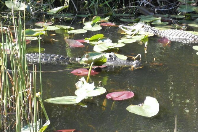 Florida Everglades Airboat Tour From Fort Lauderdale - Common questions