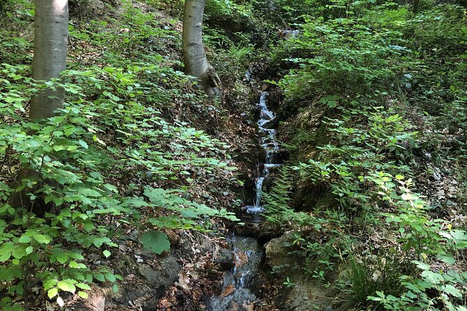 Forest Hike in Heidelberg - Common questions