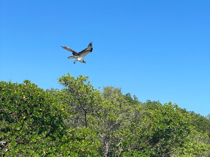 Fort Pierce: 4-hr Mangroves & Dolphin Watch Sandbar in FL - Common questions