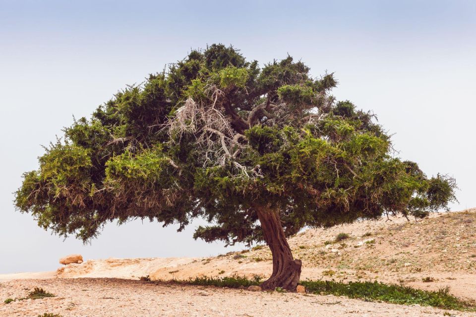 From Agadir: 44 Jeep Desert Safari With Lunch and Pickup - Pickup and Departure