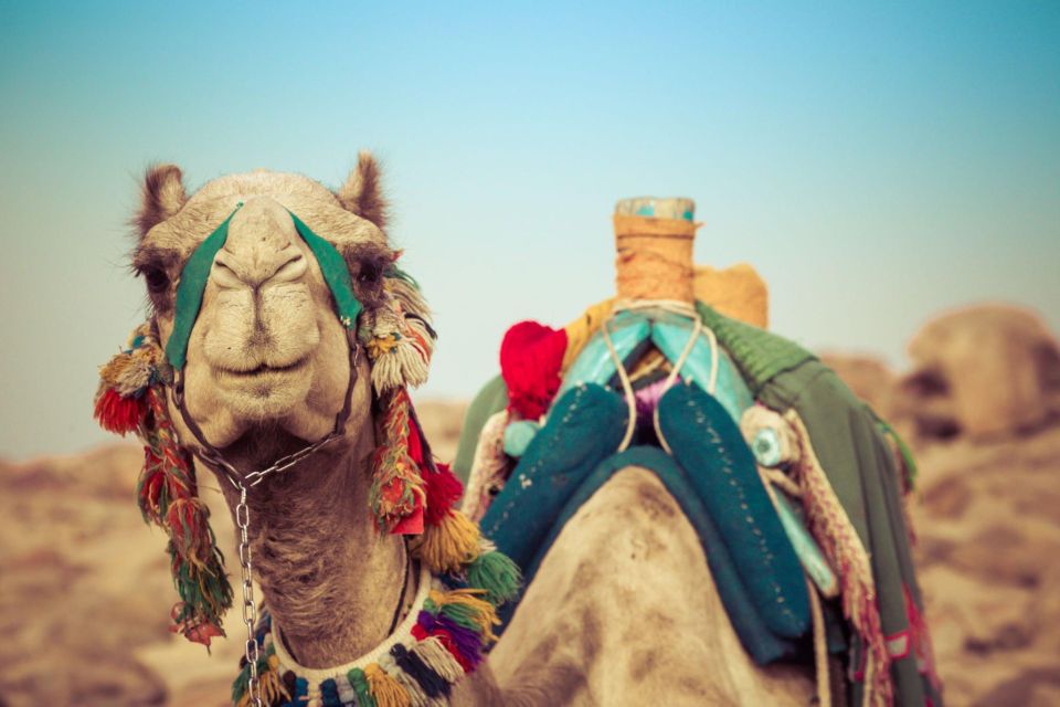 From Agadir or Taghazout: Camel Ride Tour & Flamingos Watch - Sunset Camel Riding Experience