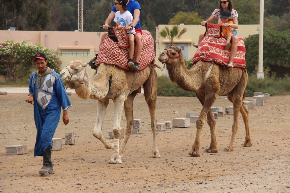 From Agadir/Taghazout: Camel Ride With Tea and Flamingos - Hotel Pick-Up and Drop-Off