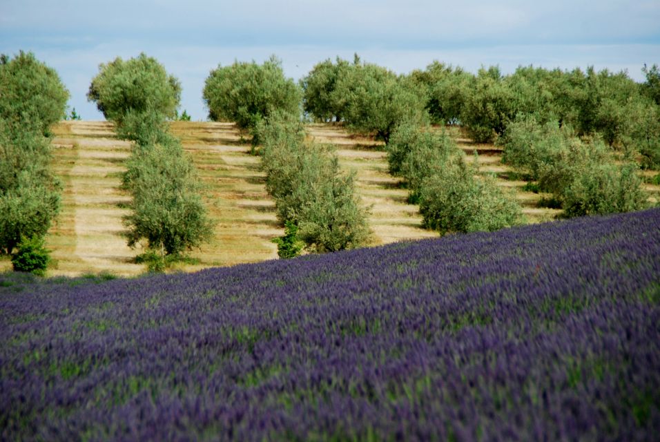 From Aix-En-Provence: Lavender Experience & Gorges Du Verdon - Cultural and Natural Highlights