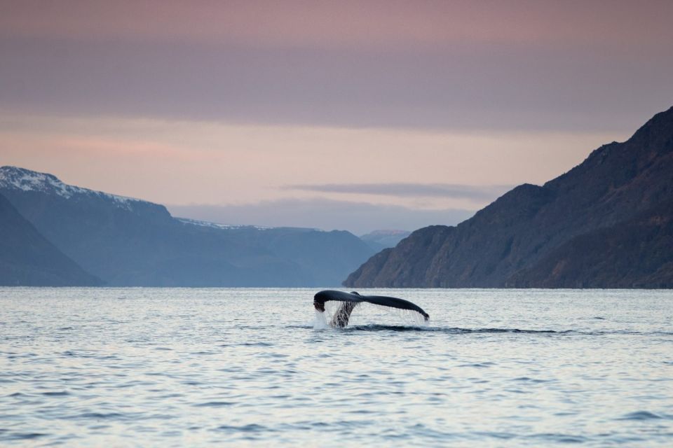 From Alta: Fjord & Whale Adventure - Common questions