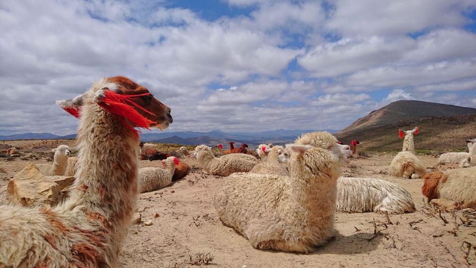 From Arequipa: 2 Day Tour Colca Canyon With Transfer to Puno - Common questions