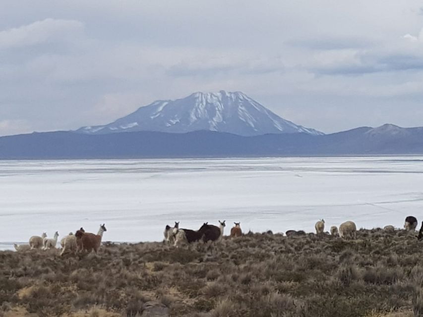 From Arequipa: Salinas Lagoon Full-Day Trip With Hot Springs - Directions