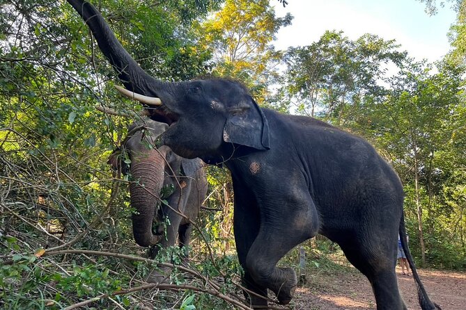 From Bangkok: Elephant Jungle Sanctuary Day Trip - Booking Information