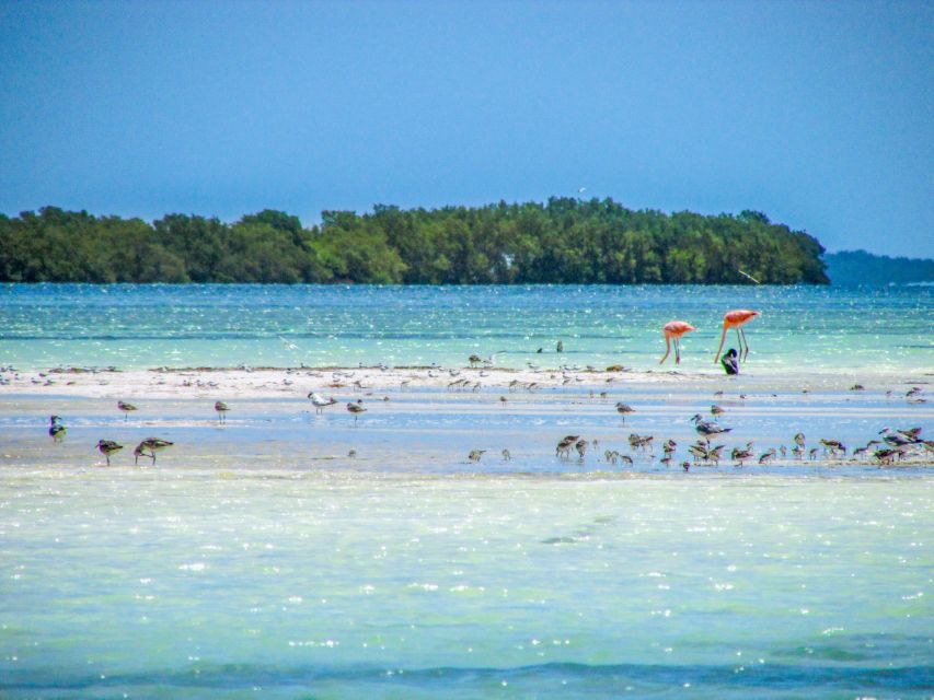 From Cancún/Playa Del Carmen: Holbox Island Tour - Location Details