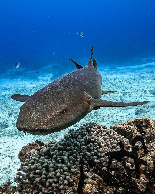 From Cozumel: Double Tank Scuba Diving for Certified Divers - Best Practices for Double Tank Diving