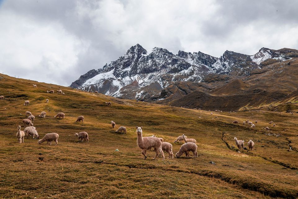 From Cusco: Early-Access Rainbow Mountain & Red Valley Trek - Early Morning Start