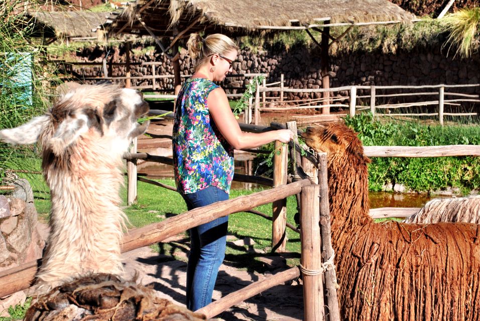 From Cusco: Private Pisac Ruins and Alpaca Farm Day Trip - How to Book