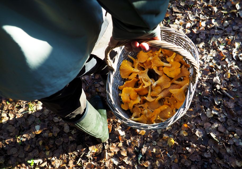 From Helsinki: Mushroom Hunting Tour in a National Park - Logistics and Requirements