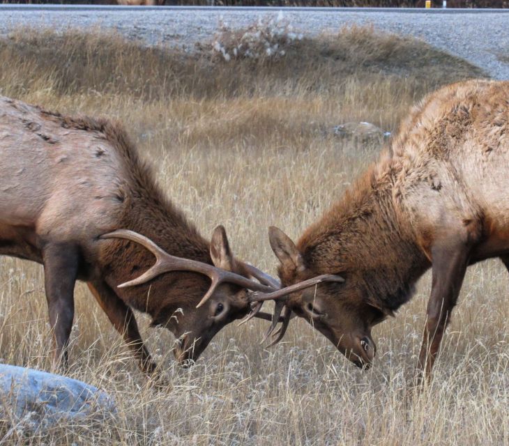 From Jasper: Jasper National Park Wildlife Discovery Tour - Directions