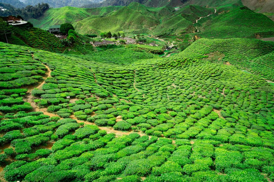 From Kuala Lumpur: Cameron Highlands Private Day Tour - Key Highlights of the Tour