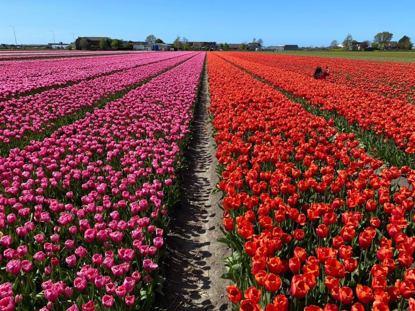 From Lisse: Flower Bike Tour Along Keukenhof and De Tulperij - Experience Overview