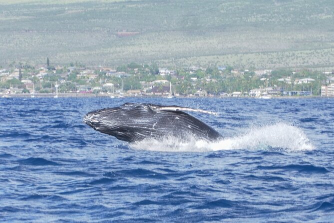 From Maalaea Harbor: Whale Watching Tours Aboard Winona Catamaran - Directions and Meeting Point