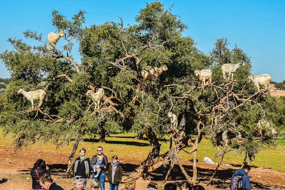 From Marrakech: Essaouira Full-Day Trip - Pickup Inclusions