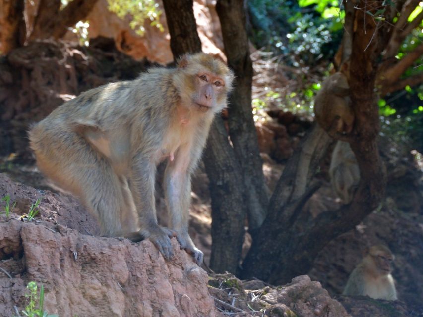 From Marrakech: Guided Trip to Ouzoud and Boat Ride - Common questions