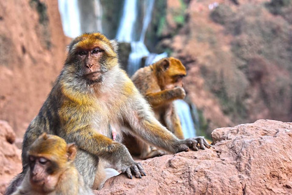 From Marrakech: Ouzoud Waterfalls Guided Hike and Boat Trip - Cultural Immersion and Local Experiences