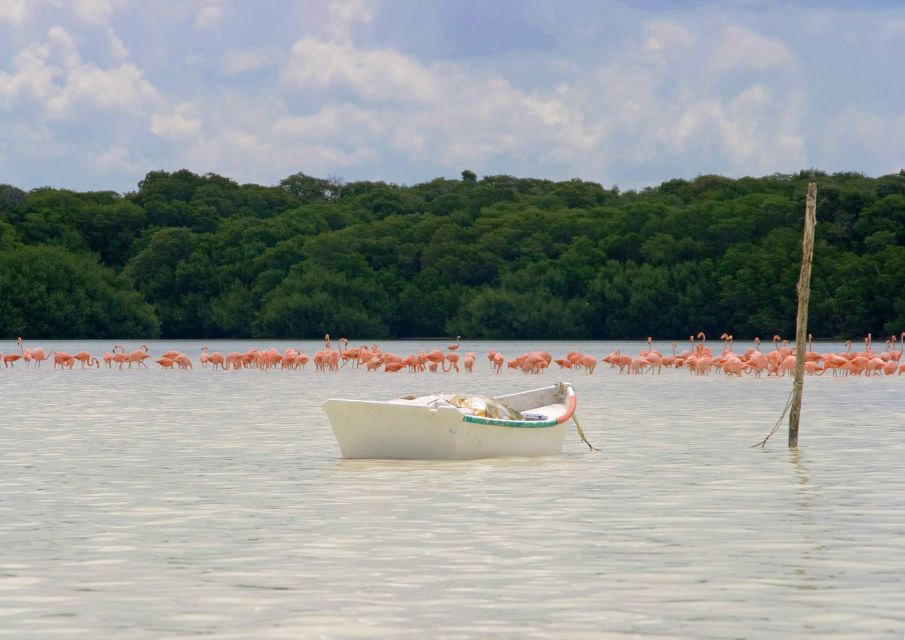 From Mérida: Ria Celestun Biosphere Reserve Tour - Common questions