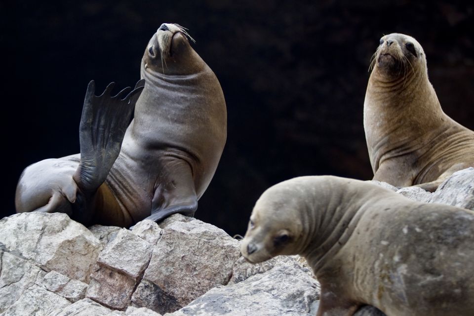 From Paracas: Scenic Boat Tour to Ballestas Island - Directions