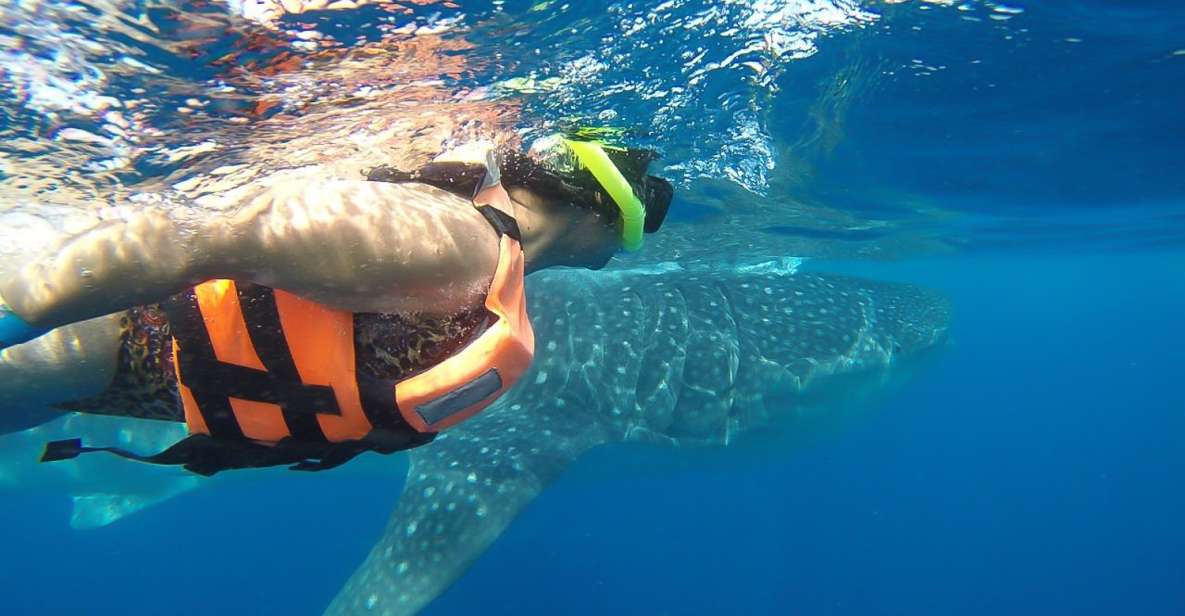 From Playa Del Carmen: Whale Shark Tour - Common questions