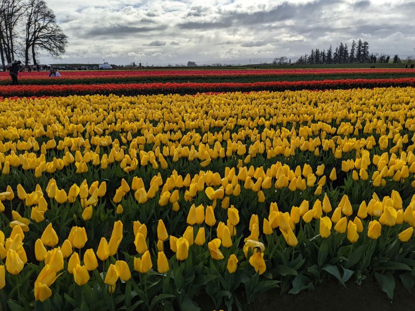 From Portland: Wooden Shoe Tulip Farm Festival Entry Ticket - Last Words