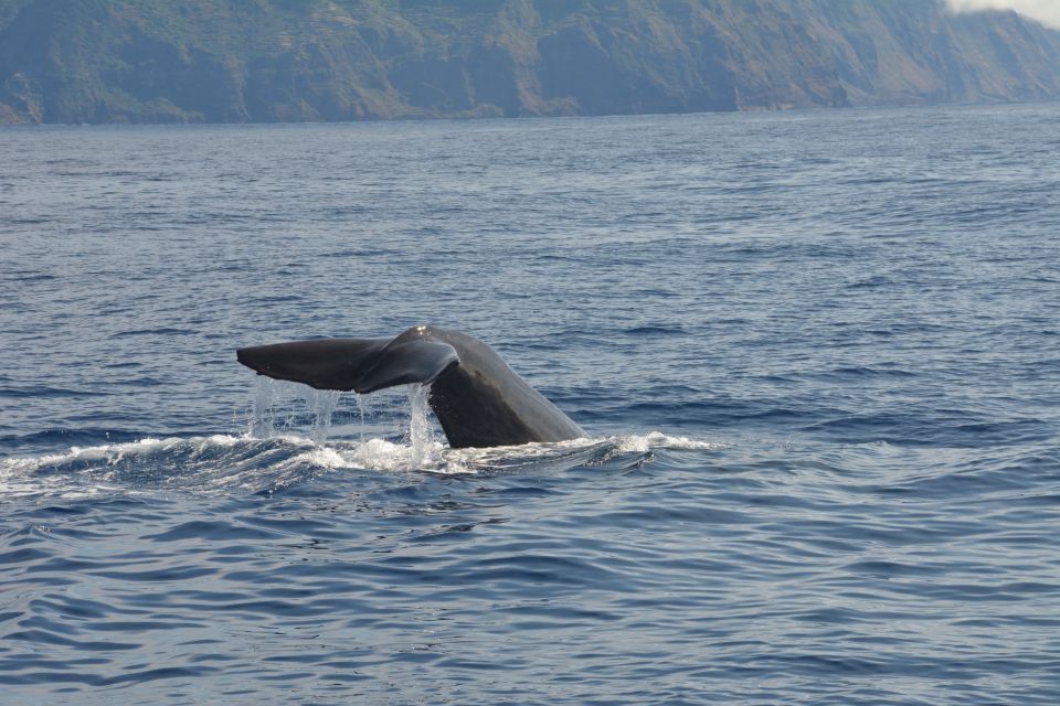 From Porto Moniz: Whale and Dolphin Watching Tour in Madeira - Common questions