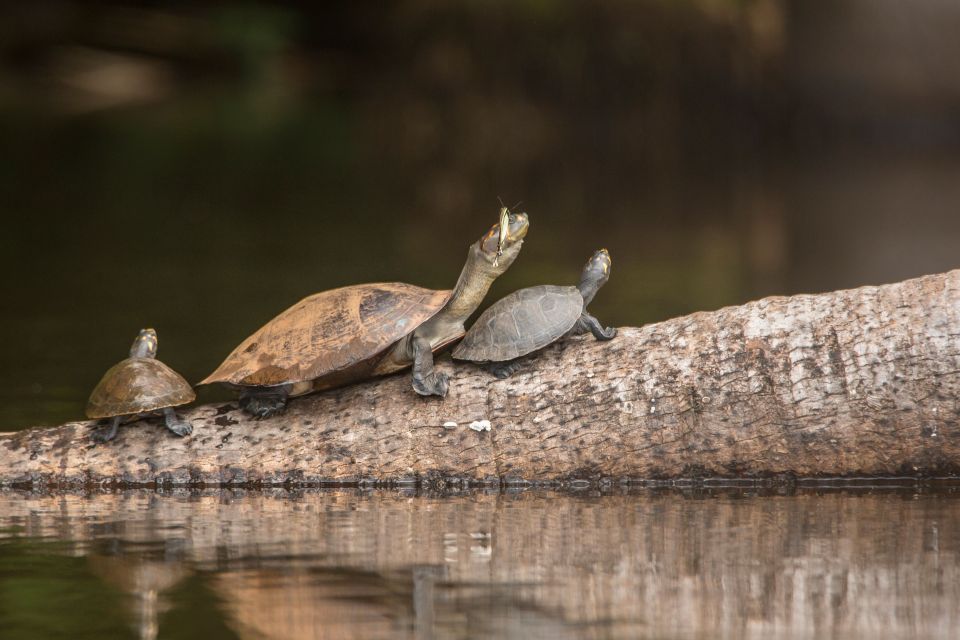 From Puerto Maldonado: Tambopata National Reserve 3-Day Tour - Traveler Reviews