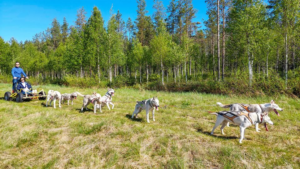 From Rovaniemi: Autumn Husky Safari Adventure - Key Points